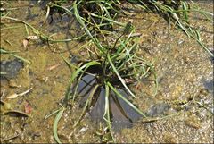 Cycnogeton microtuberosum