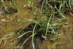 Cycnogeton microtuberosum