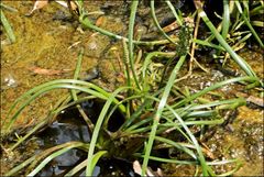 Cycnogeton microtuberosum