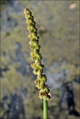 Cycnogeton microtuberosum