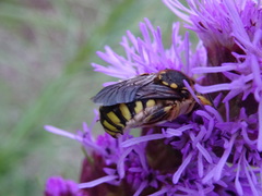 Anthidium