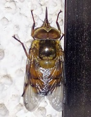 Copestylum haagii