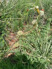 Asclepias engelmanniana