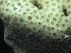 Solenastrea hyades