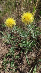 Centaurea collina