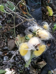 Bombyx