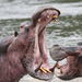 Hipopótamo - Photo (c) Mathias D'haen, algunos derechos reservados (CC BY-NC), subido por Mathias D'haen