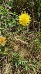 Centaurea collina