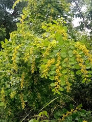 Paliurus spina-christi