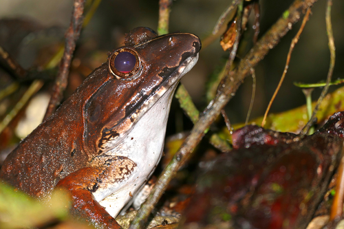Greater Swamp Frog, Limnonectes ingeri