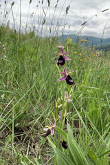 Ophrys bertolonii benacensis