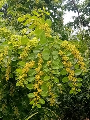 Paliurus spina-christi