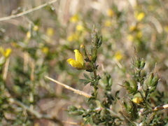 Melolobium candicans