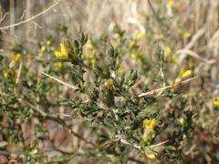 Melolobium candicans