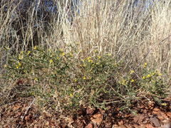Melolobium candicans