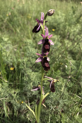 Ophrys bertolonii benacensis