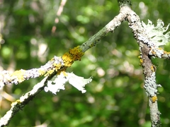 Ramalina sinensis