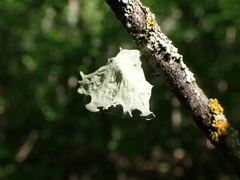 Ramalina sinensis