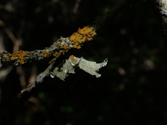 Ramalina sinensis