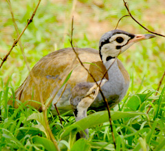 Eupodotis senegalensis