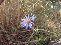 Felicia muricata cinerascens