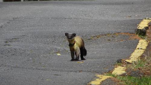 Yellow-throated Marten (Martes flavigula)