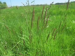 Hordeum brevisubulatum