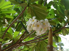 Plumeria obtusa