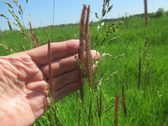 Hordeum brevisubulatum