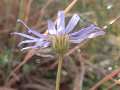 Felicia muricata cinerascens