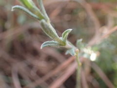 Felicia muricata cinerascens