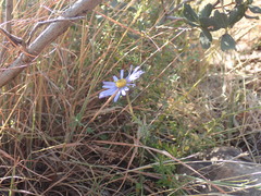 Felicia muricata cinerascens