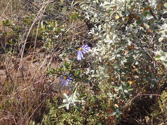 Felicia muricata cinerascens