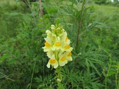 Linaria vulgaris