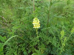 Linaria vulgaris