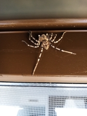 Eusparassus