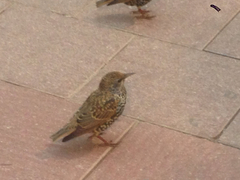 Sturnus vulgaris