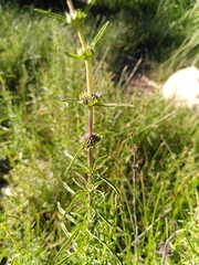 Mentha cervina
