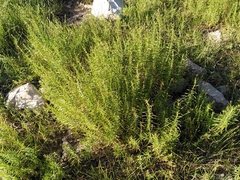 Mentha cervina