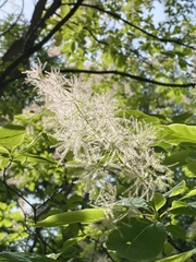 Cotinus obovatus