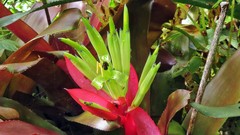 Billbergia amoena