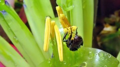 Billbergia amoena