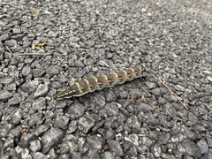 Theretra oldenlandiae