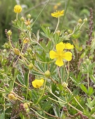 Potentilla mixta