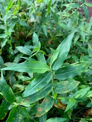 Commelina diffusa diffusa