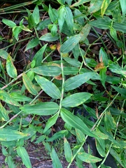 Commelina diffusa diffusa