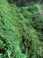 Commelina diffusa diffusa