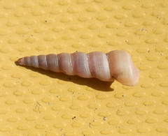 Image of Turritella cingulata