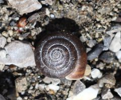 Trochulus striolatus