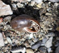 Trochulus striolatus